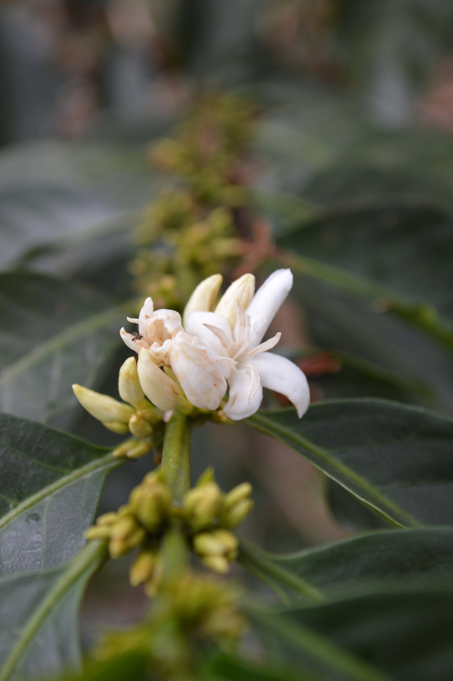 (Coming Soon) Gesha - Finca La Concordia, Chiapas, Mexico.