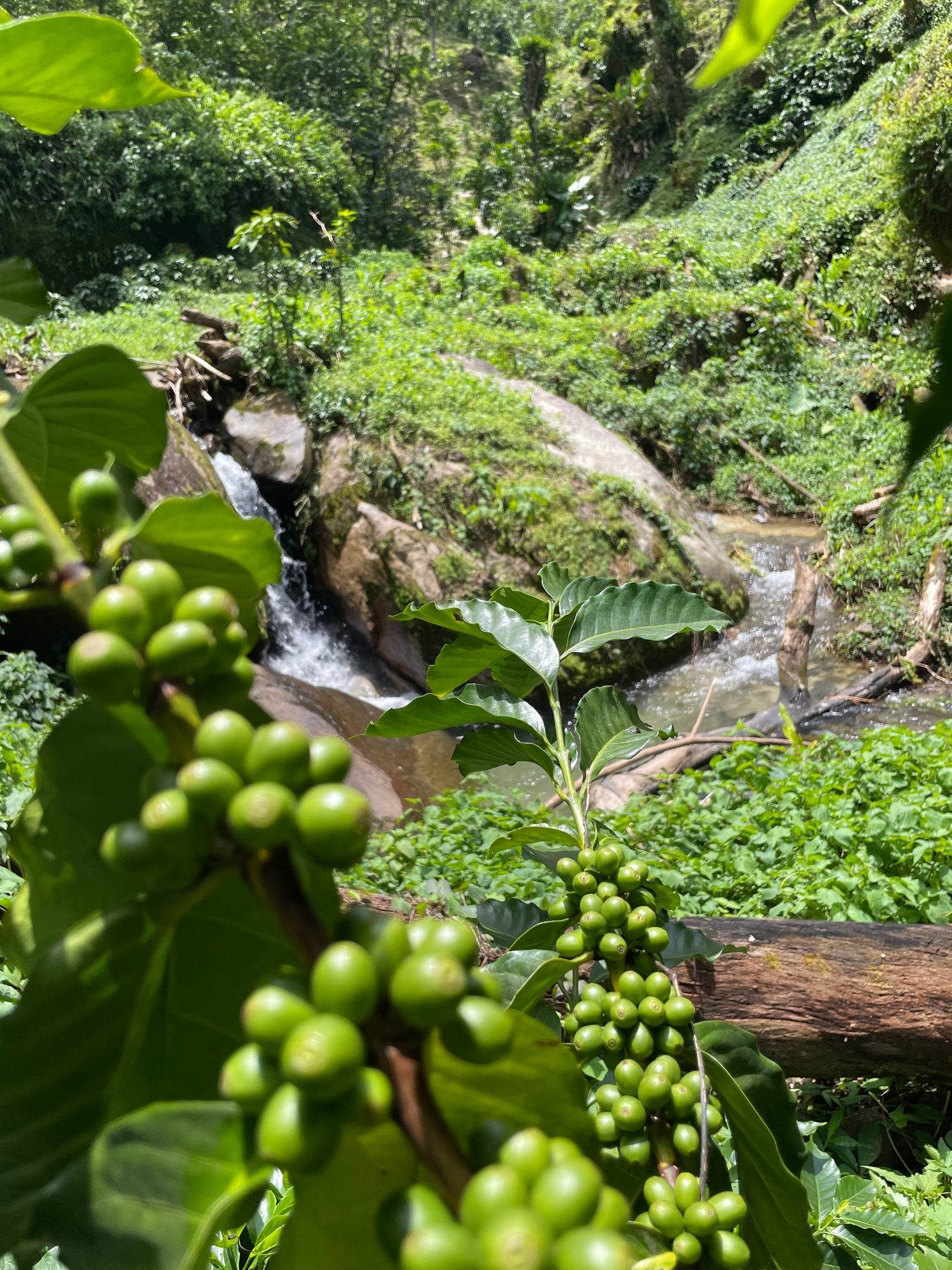 green coffee, roastery, coffee roastery, specialty coffee, coffee farm, coffee origin