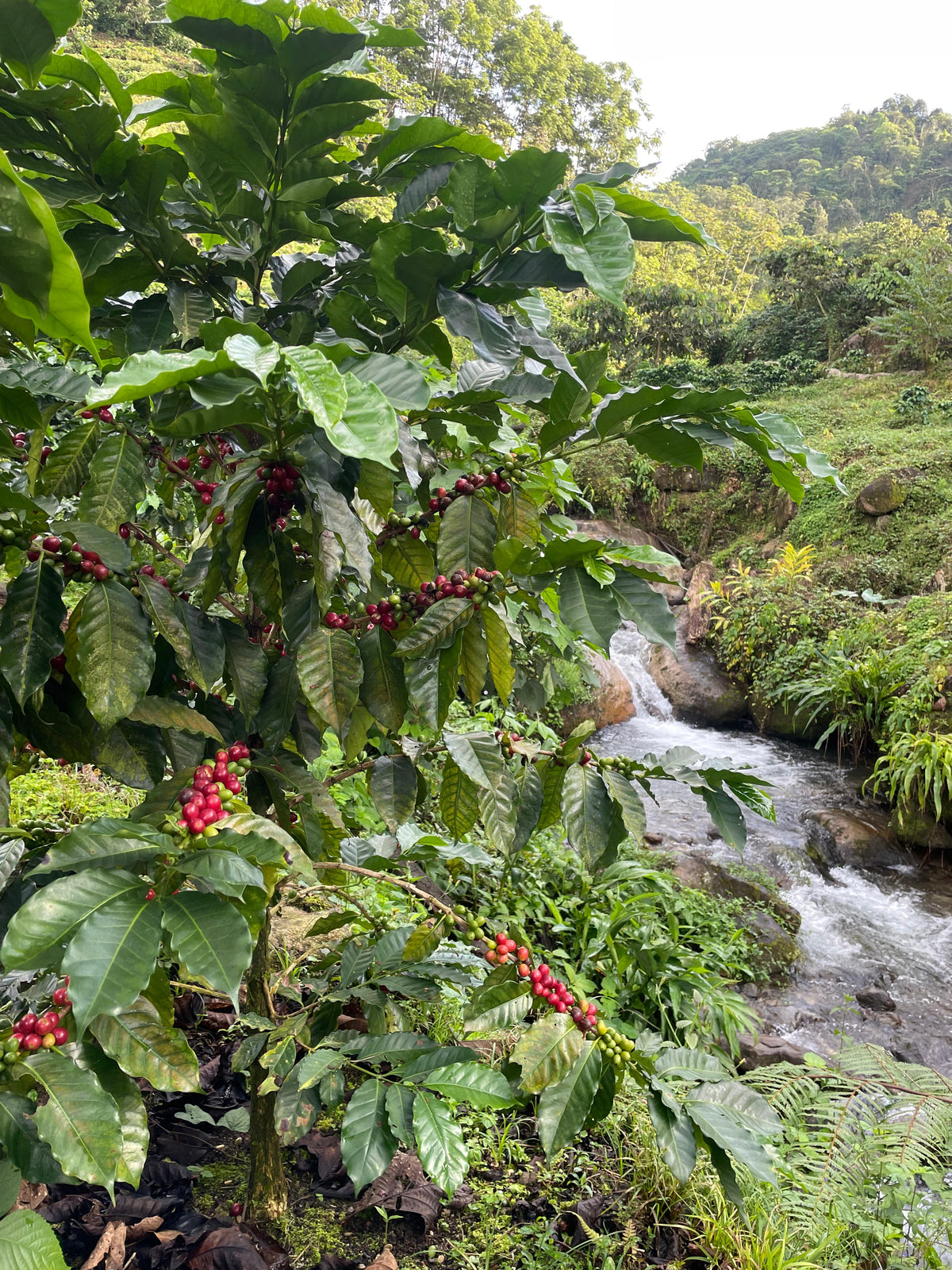 (Coming Soon) Obata Vermelho - Finca La Concordia, Chiapas, Mexico.