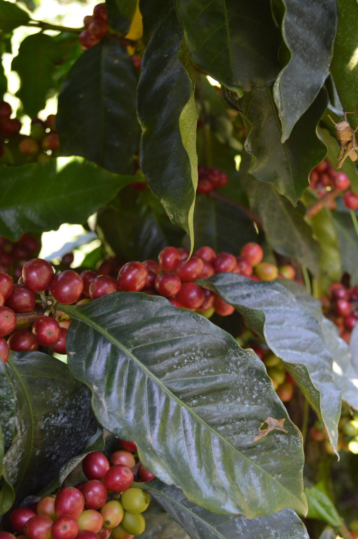(Coming Soon) Obata Vermelho - Finca La Concordia, Chiapas, Mexico.