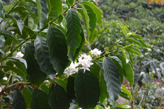 Red Bourbon - Finca La Concordia, Chiapas, Mexico.