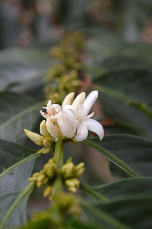 Gesha - Finca La Concordia, Chiapas, Mexico.
