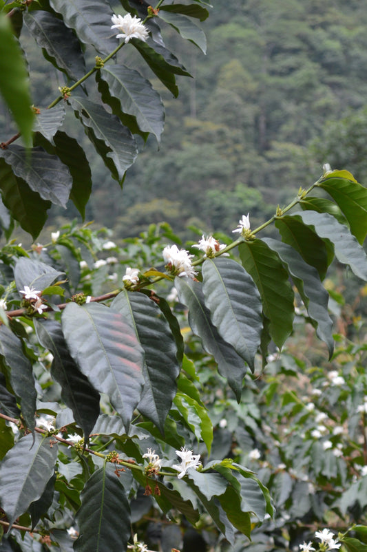 Obata Vermelho - Finca La Concordia, Chiapas, Mexico.