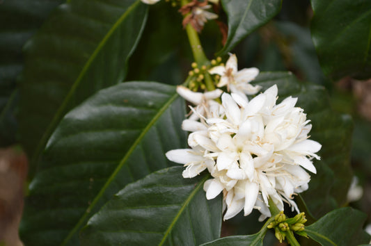 Maragogype - Finca La Concordia, Chiapas, Mexico.