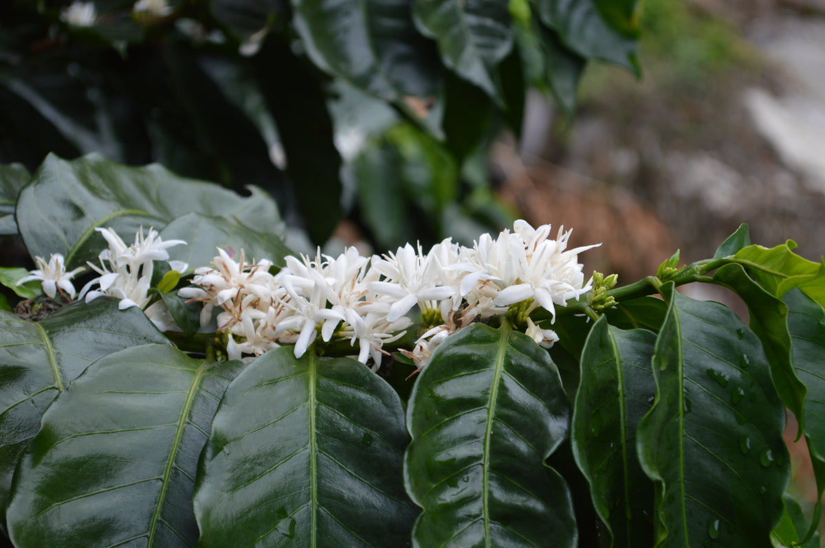 (Coming Soon) Obata Vermelho - Finca La Concordia, Chiapas, Mexico.